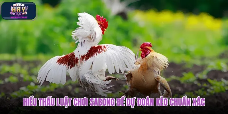 hieu-thau-luat-choi-sabong-de-du-doan-keo-chuan-xac hieu-thau-luat-choi-sabong-de-du-doan-keo-chuan-xac