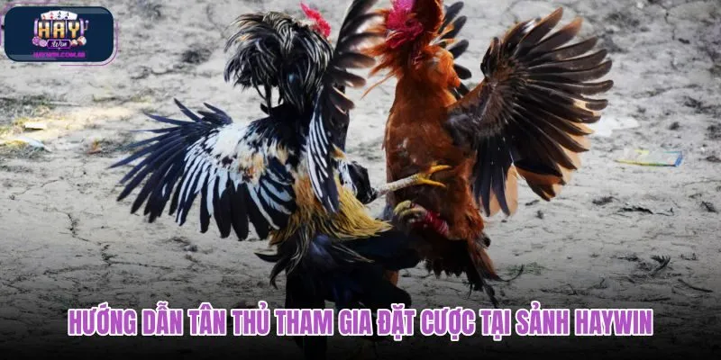 huong-dan-tan-thu-tham-gia-dat-cuoc-tai-sanh-haywin huong-dan-tan-thu-tham-gia-dat-cuoc-tai-sanh-haywin