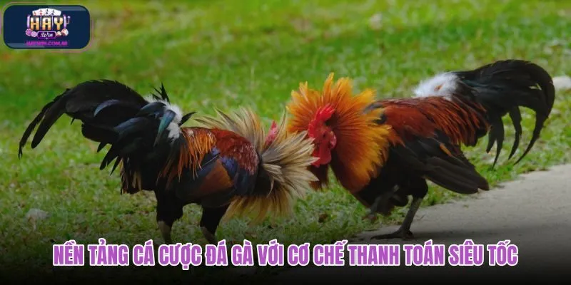 nen-tang-ca-cuoc-da-ga-voi-co-che-thanh-toan-sieu-toc nen-tang-ca-cuoc-da-ga-voi-co-che-thanh-toan-sieu-toc