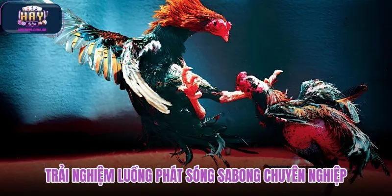 trai-nghiem-luong-phat-song-sabong-chuyen-nghiep trai-nghiem-luong-phat-song-sabong-chuyen-nghiep