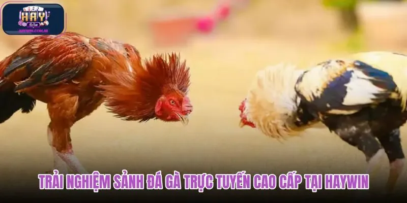 trai-nghiem-sanh-da-ga-truc-tuyen-cao-cap-tai-haywin trai-nghiem-sanh-da-ga-truc-tuyen-cao-cap-tai-haywin
