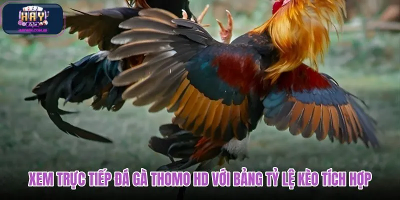 xem-truc-tiep-da-ga-thomo-hd-voi-bang-ty-le-keo-tich-hop xem-truc-tiep-da-ga-thomo-hd-voi-bang-ty-le-keo-tich-hop